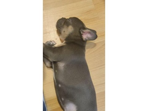 Sahiplendirme french bulldog