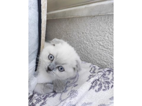Scottish fold 50 günlük yavrular