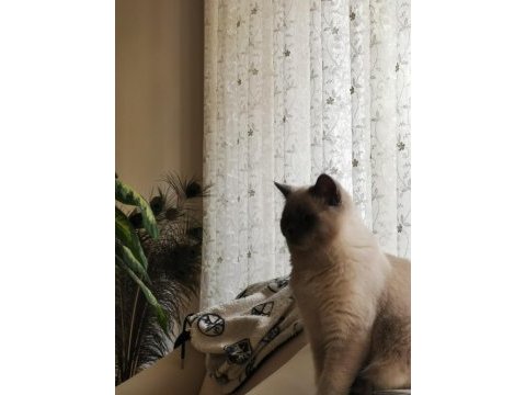British shorthair oğlumuza eş arıyoruz