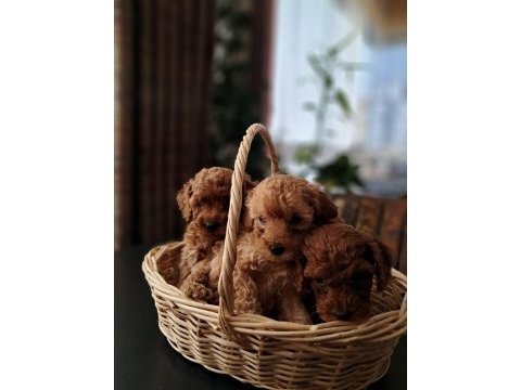Kg garantili orijinal poodle yavrular 