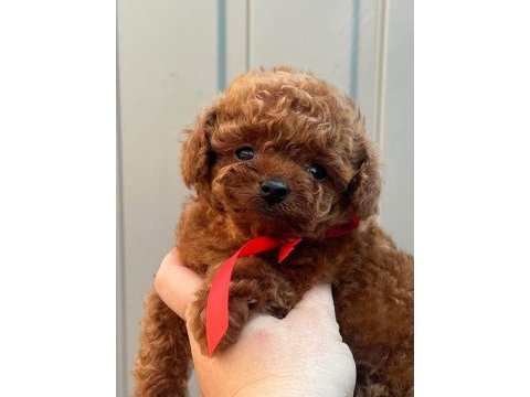Teacup kore toy poodle yavruları 