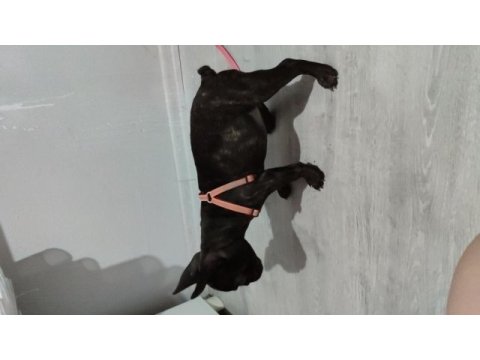 Fransız bulldog