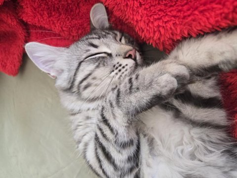 Baba british anne maine coon 5 aylık erkek magnus