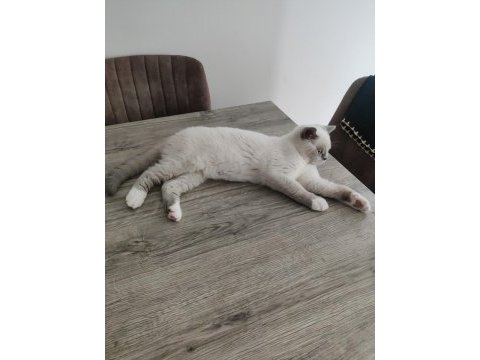 British shorthair blue point erkek yavrumuz