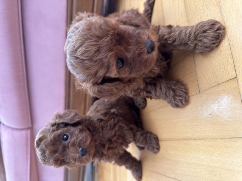 Red brown toy poodle