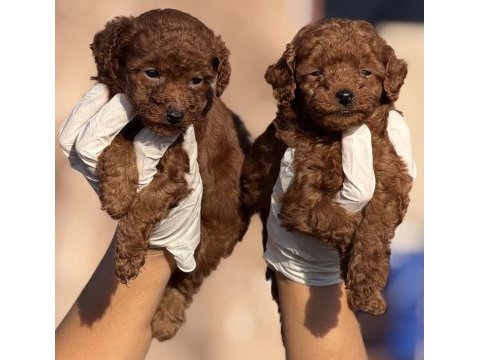Toypoodle sevimli yavrular ruhsatlı çiftlik 
