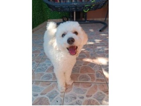 9 aylık maltipoo oyuncu yavrum yeni yuvasını arıyor