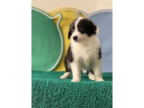 Harika güzellikte border collie yavrular