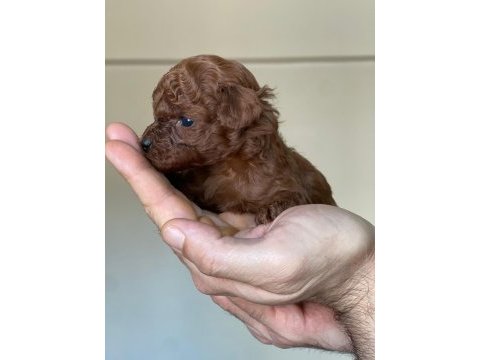 Kore kanı dark brown toy poodle