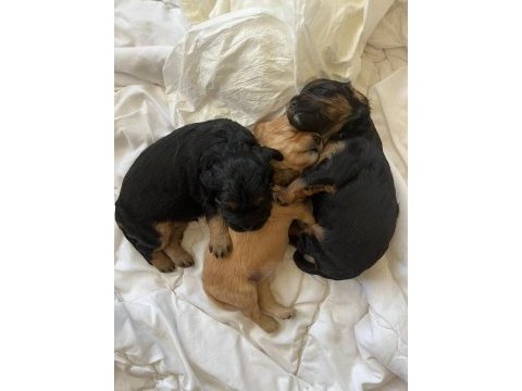 Safkan cavapoo yavrular