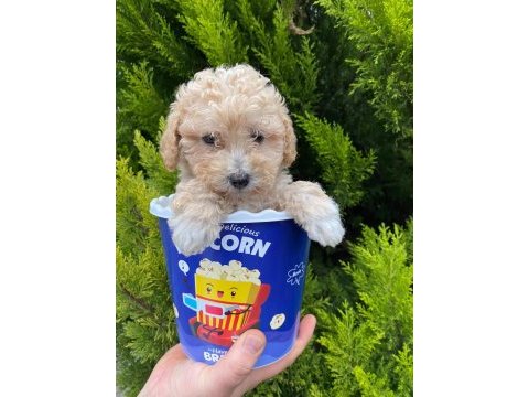 Kore kanı maltipoo yavrularımız