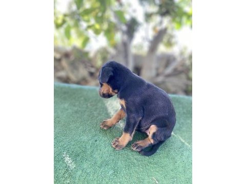 A kalite doberman yavrularım