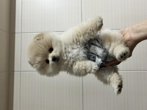 Show kalite pomeranian boo bebeklerim