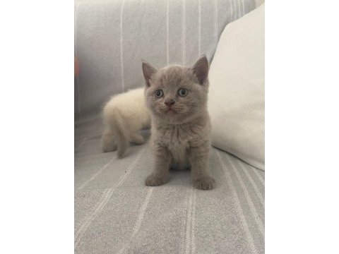 3 beyaz 1 gri british yavruları