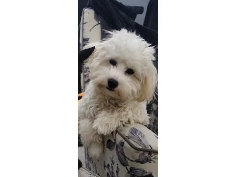 Sahiplendirme maltese