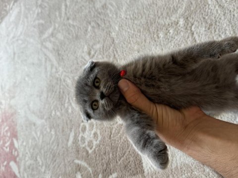 2 aylık scottish fold kedisi