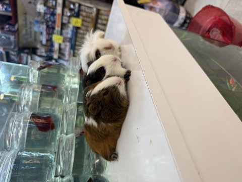 Ginepig yavruları citypetshop