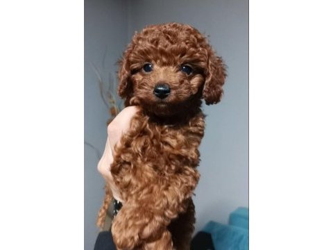 Korea kan erkek red braun ırk garantili poodle