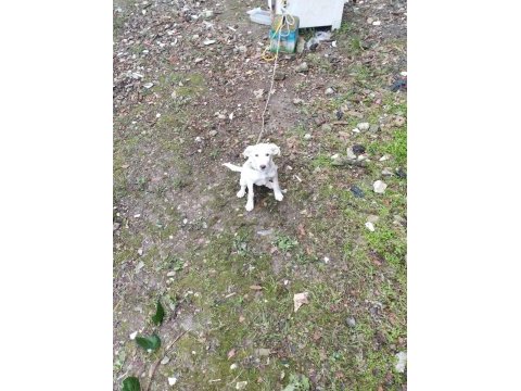 Köpeğimiz pablo için kalıcı yuva arıyorum acil durum!