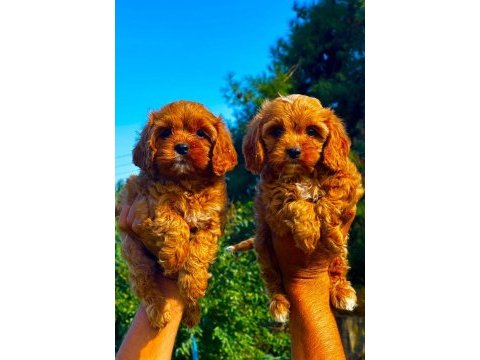Maltipoo yavruları