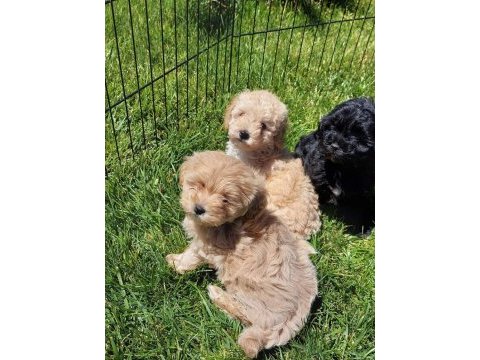Maltipoo yavruları sizleri bekliyor