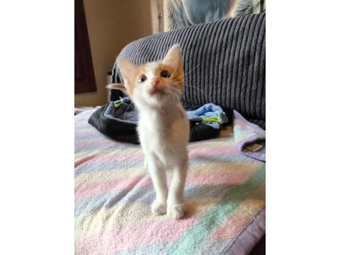 2 aylık çok oyuncu iri yapılı ve sıcakkanlı bebek kedimiz
