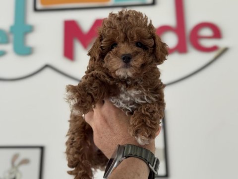 Petmode köpek çiftliğinden kore maltipoo