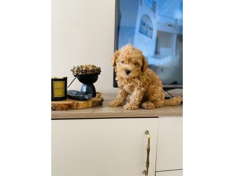 Orjinal mini boy maltipoo süs köpeği