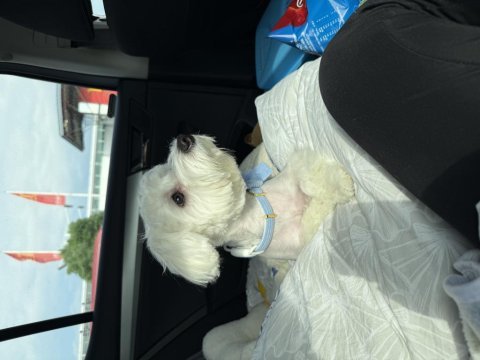Maltese terrier 7 aylık
