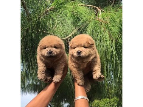 A kalite beyaz chow chow yavrular