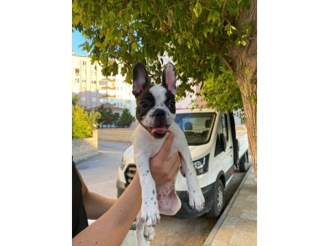 Evde bakılmış bulldog