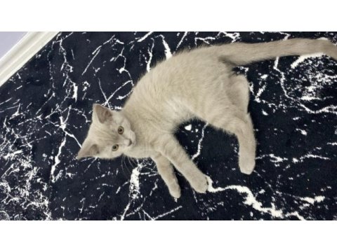 Sahiplendirme british shorthair