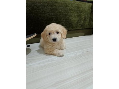 Maltipoo yavru