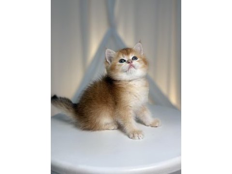 Show class golden british shorthair prenses