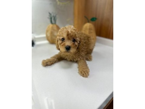 3 aylık 1 dişi ve 2 erkek poodle