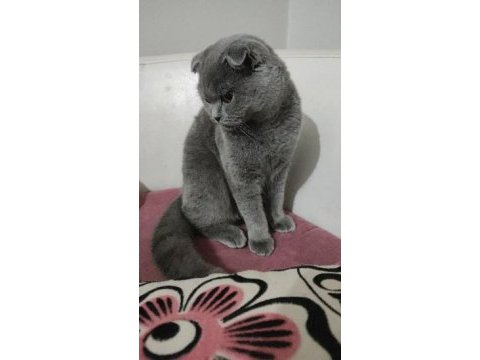 Scottish fold 1 yaşında kedimiz
