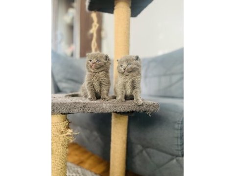 Nadir renk british shorthair yavrumuz