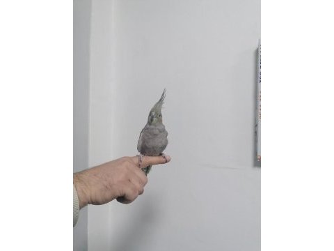 1 tane ele alışkın sultan papağanı