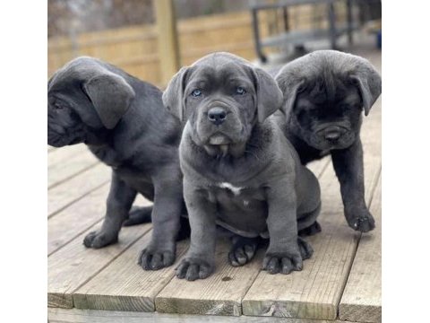 Safkan dişi ve erkek blue cane corso yavrularımız