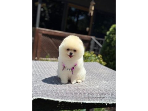 Sağlık ve ırk garantili pomeranian