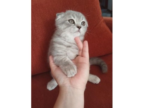 Cins scottish fold yavru
