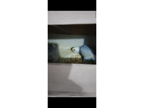 Ele alıştırmalık konuşturmalık kuşlar mevcuttur