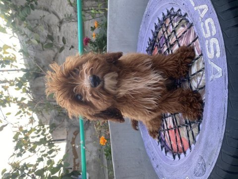 14 şubat doğumlu red erkek maltıpoo