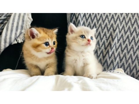 Safkan orjinal british shorthair yavrular