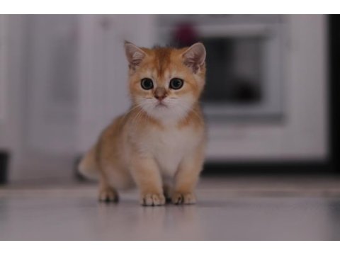 Şecereli safkan british shorthair ny11 erkek yavru