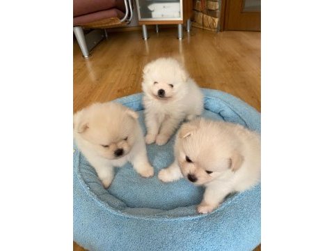 3.5 aylık pomeranian yavrularımız