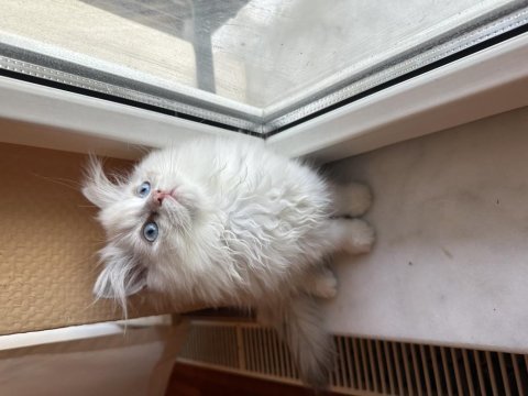 Safkan bebek british longhair