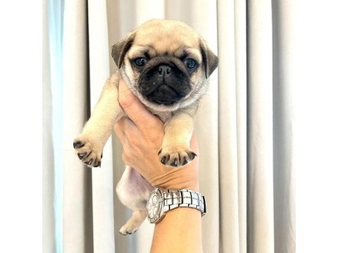 Irk garantili pug yavruları