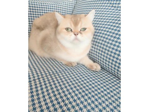 British golden shorthair kedimiz 1.5 yaşında
