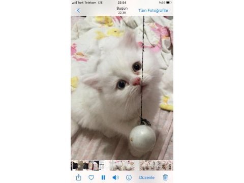 British longhair kedimiz
